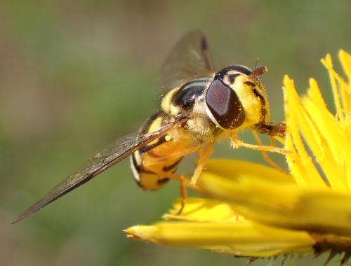 Réf. 347 782 : Dasysyrphus albostriatus